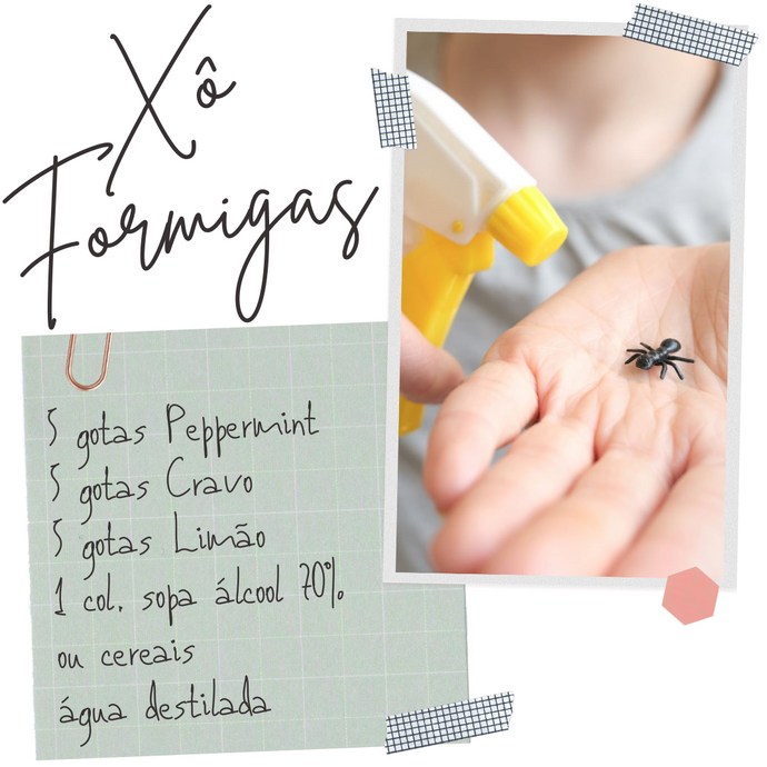 Blend Xô Formigas